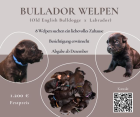 Wundervolle Bullador-Welpen suchen ab Dezember ihr für-immer-Zuhause